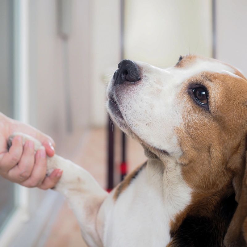 Healing Paws