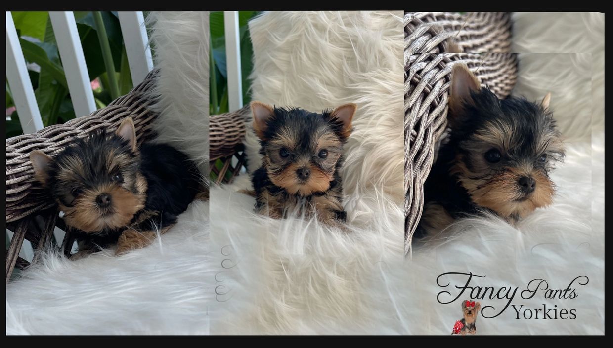 Yorkies for sale in Ohio, Precious Yorkies, Baby Doll Yorkies, Tiny Yorkies, Fancy Pants Yorkies