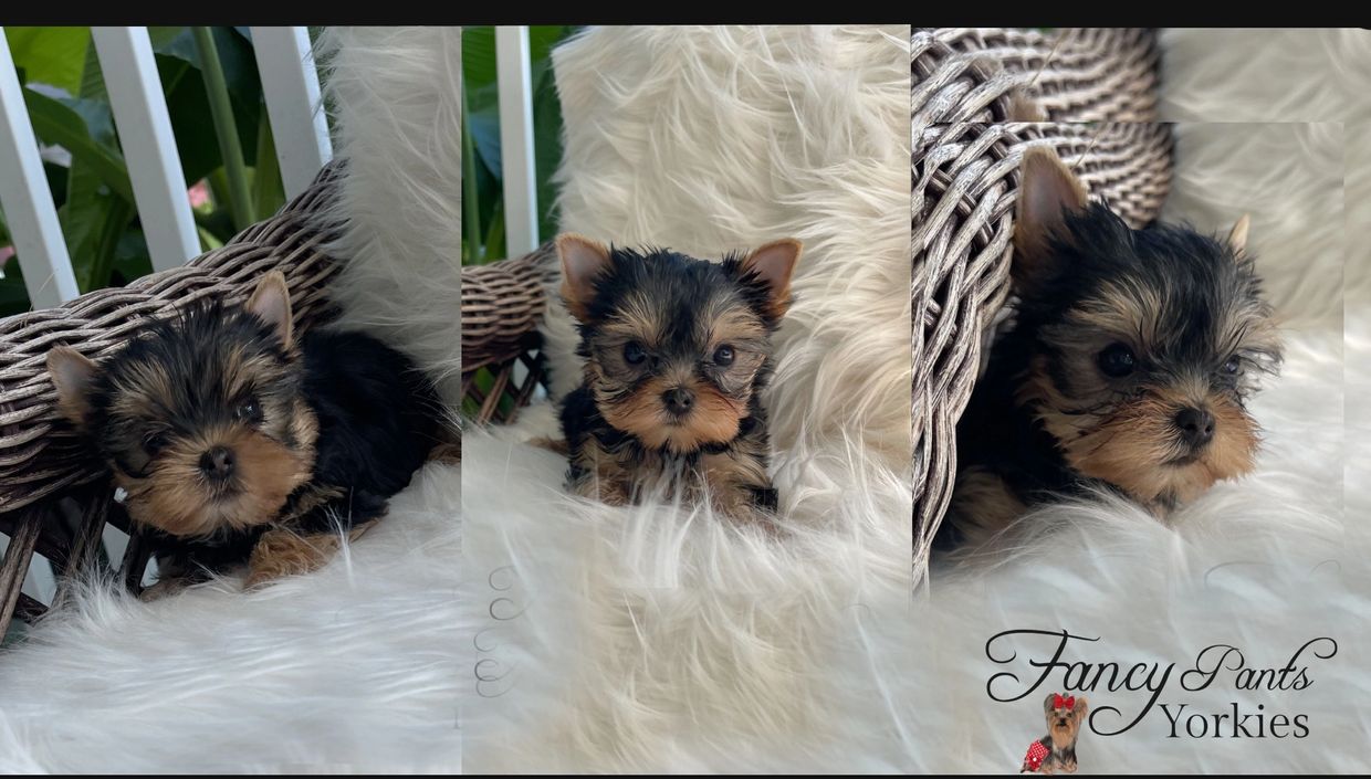 Yorkies for sale in Ohio, Precious Yorkies, Baby Doll Yorkie