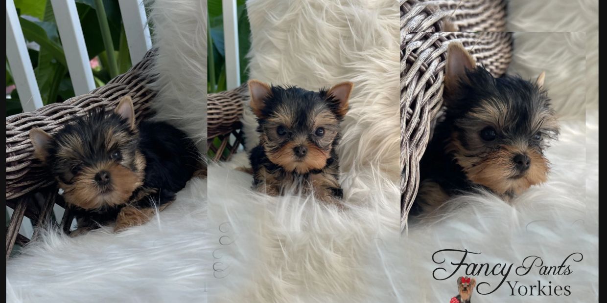 Yorkies for sale in Ohio, Precious Yorkies, Baby Doll Yorkies, Tiny Yorkies, Fancy Pants Yorkies