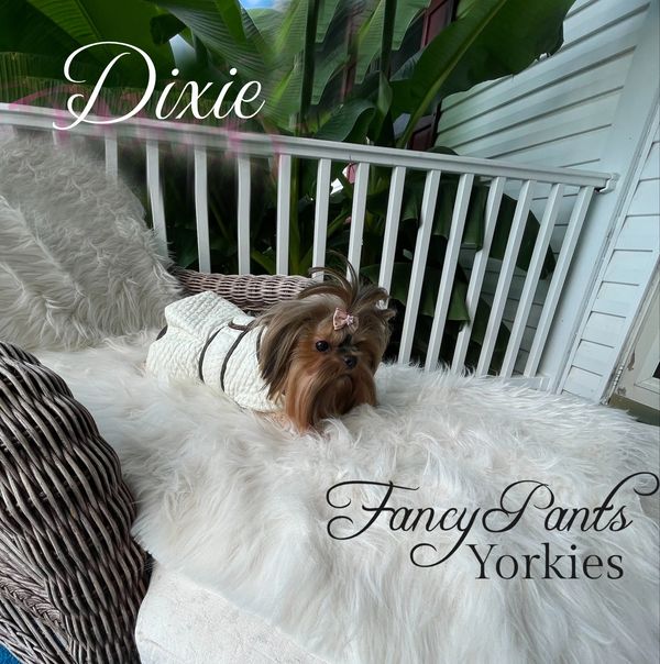 Yorkies for sale in Ohio, Precious Yorkies, Baby Doll Yorkie