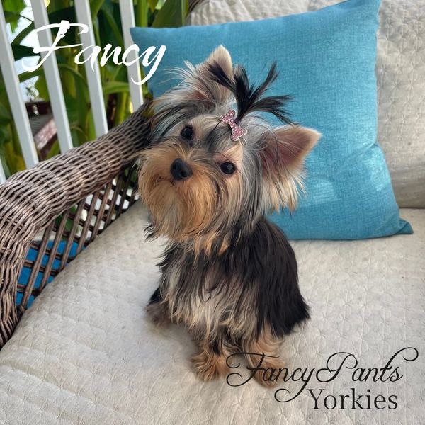 Yorkies for sale in Ohio, Precious Yorkies, Baby Doll Yorkie