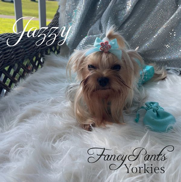 Yorkies for sale in Ohio, Precious Yorkies, Baby Doll Yorkie
