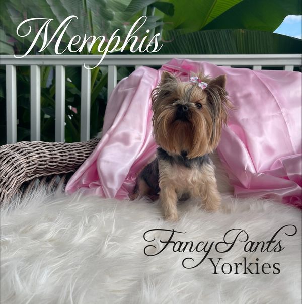 Yorkies for sale in Ohio, Precious Yorkies, Baby Doll Yorkie