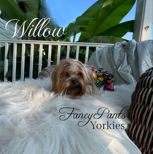 Yorkies for sale in Ohio, Precious Yorkies, Baby Doll Yorkie