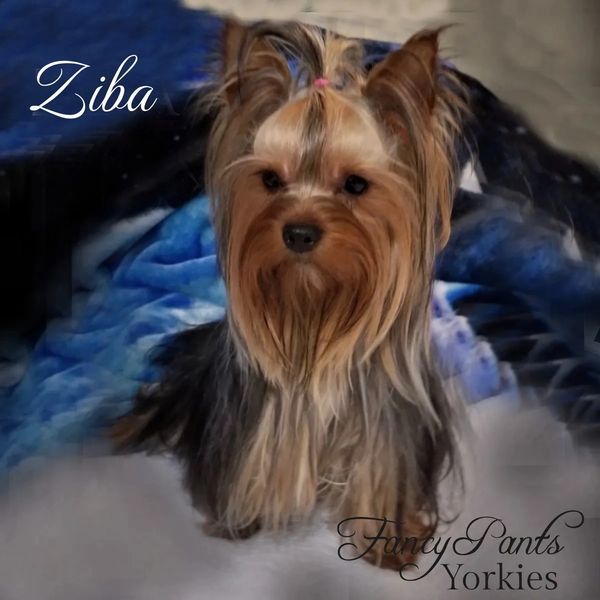 Yorkies for sale in Ohio, Precious Yorkies, Baby Doll Yorkie