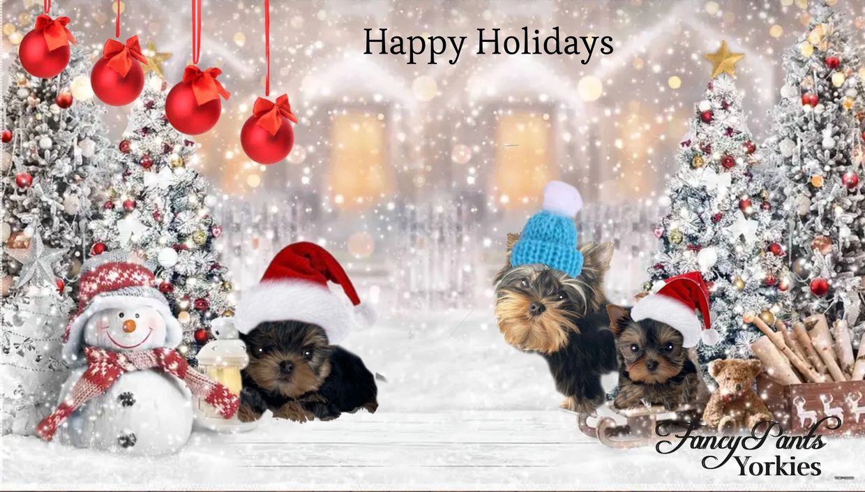 Yorkies for sale in Ohio, Precious Yorkies, Baby Doll Yorkies, Tiny Yorkies, Fancy Pants Yorkies