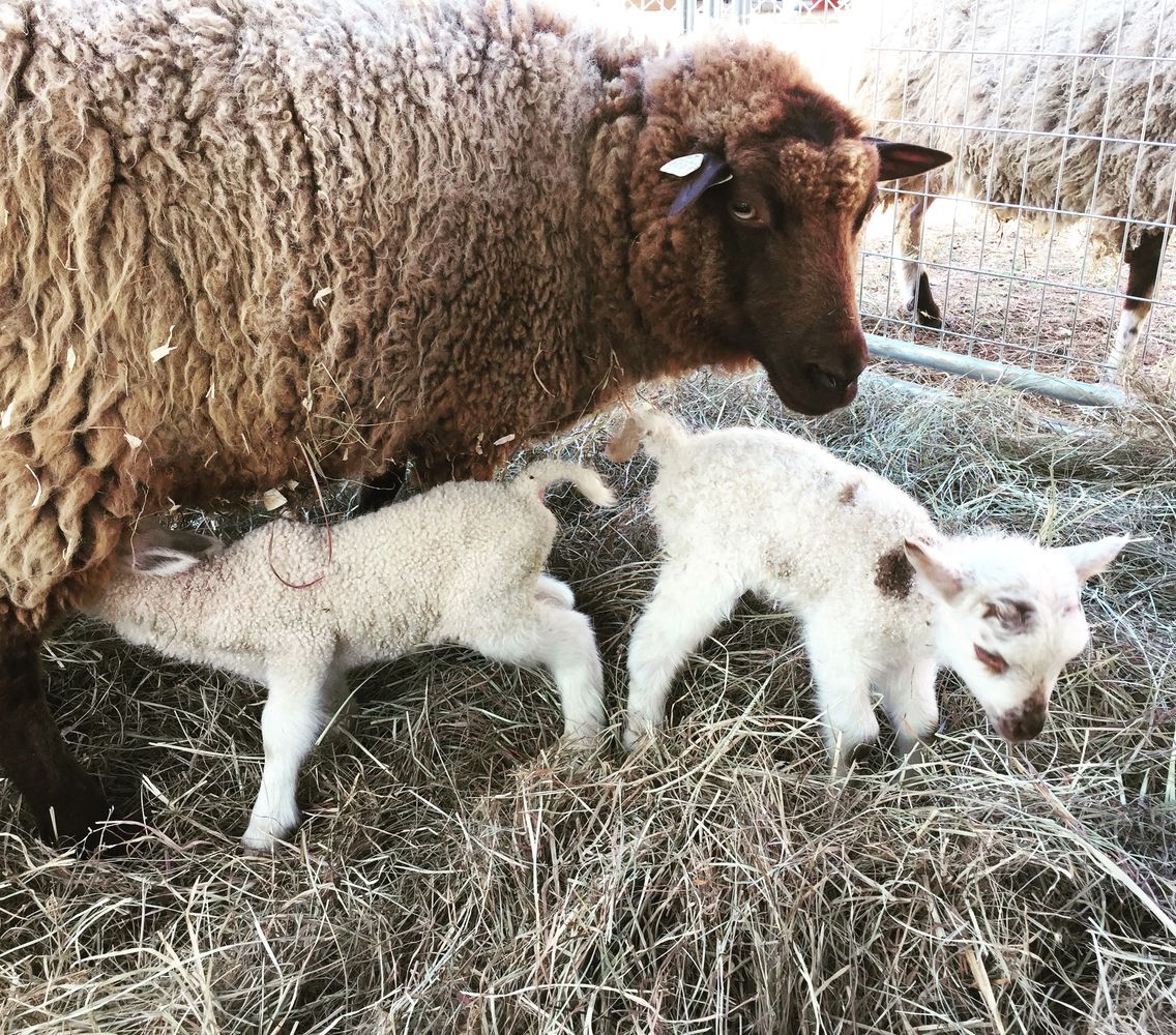 Isabelle and her twins, Alfred and Arthur