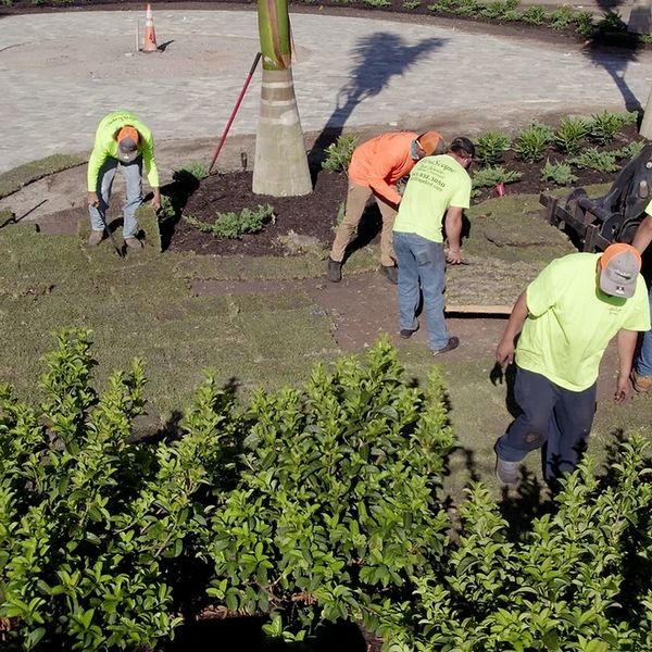 The crew members of Agriscape Sod installing a new lawn.