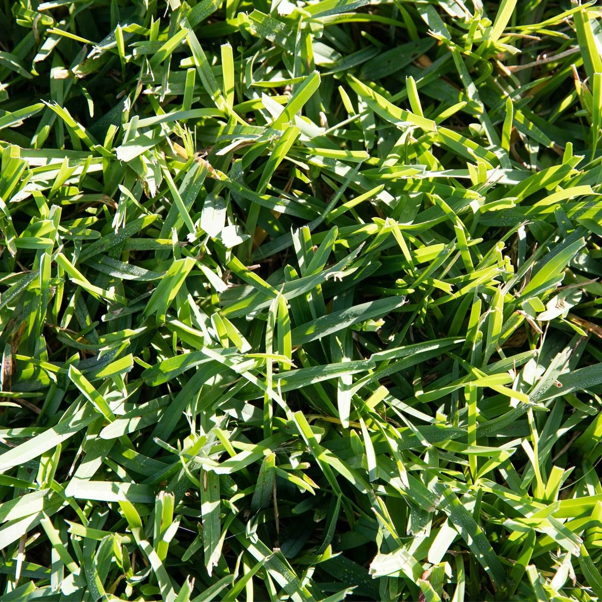 Floratam St. Augustine 400 ft² pallet