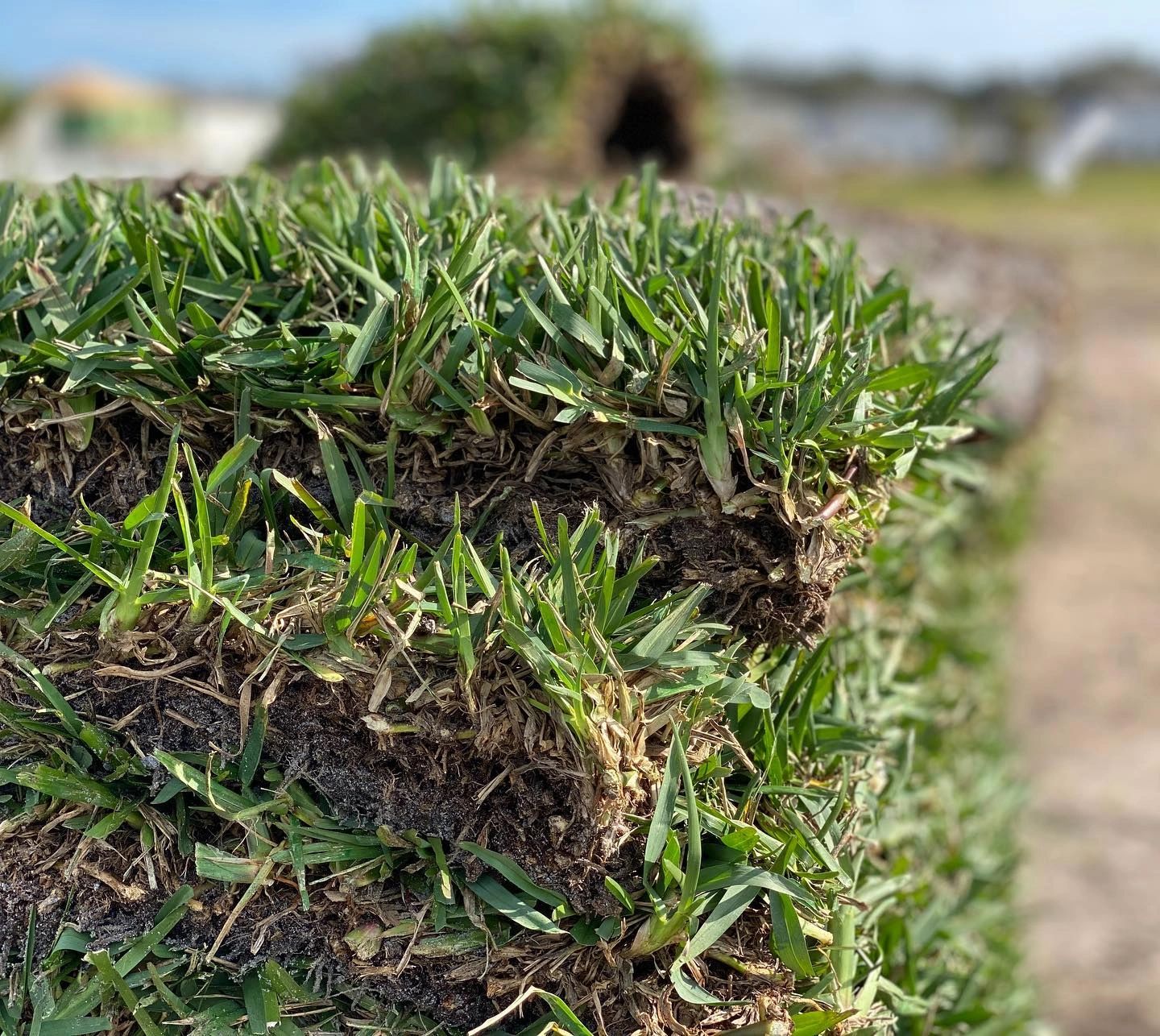 What Is St Augustine Sod what-is-st-augustine-sod