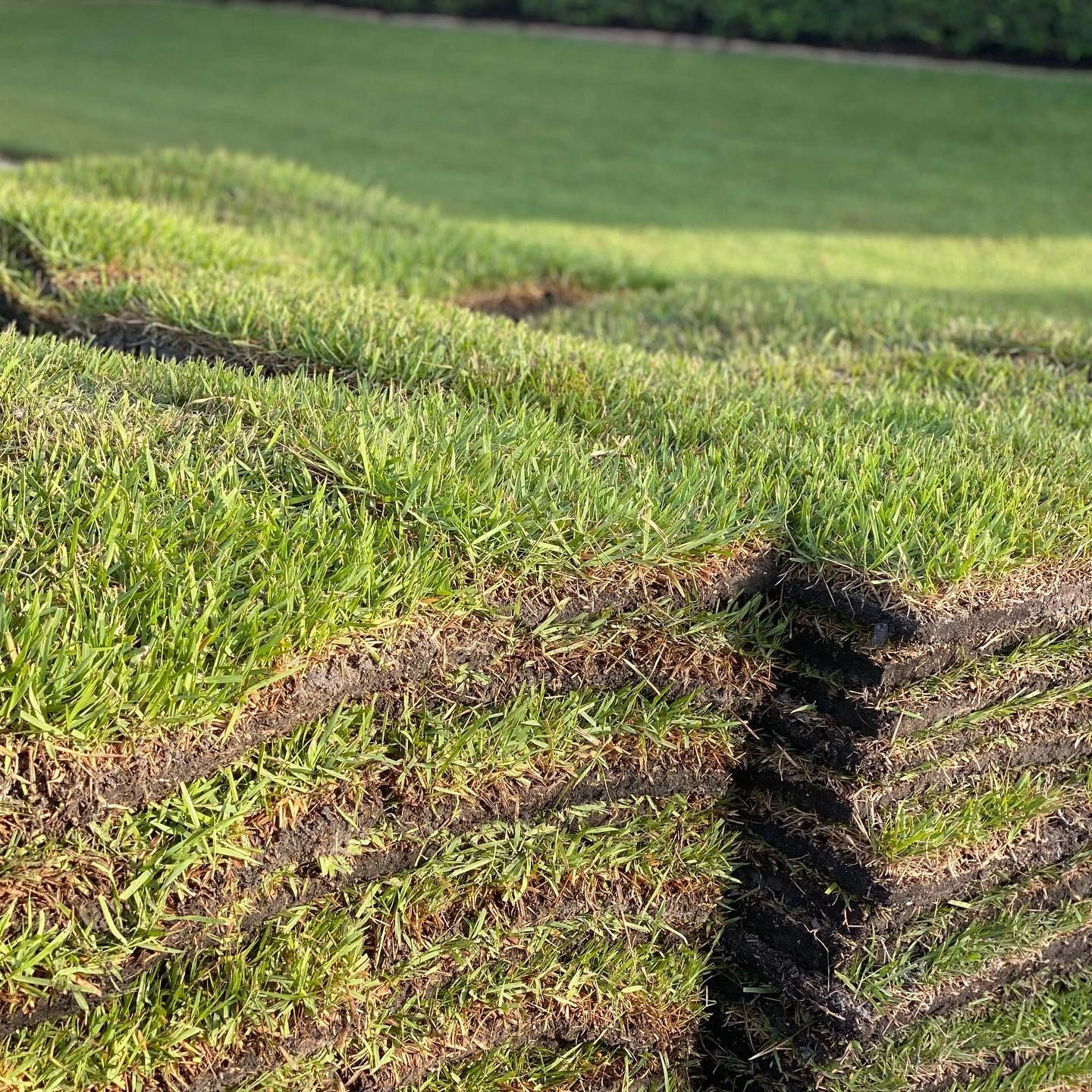 Sandbased Sod vs Muckbased Sod