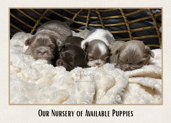Four adorable puppies resting on a soft blanket in a cozy basket.
