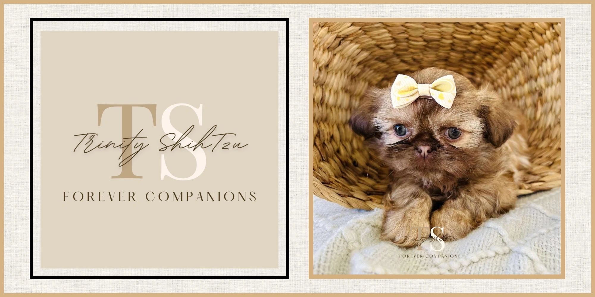 Adorable Shih Tzu puppy with a bow, cozy in a woven basket.