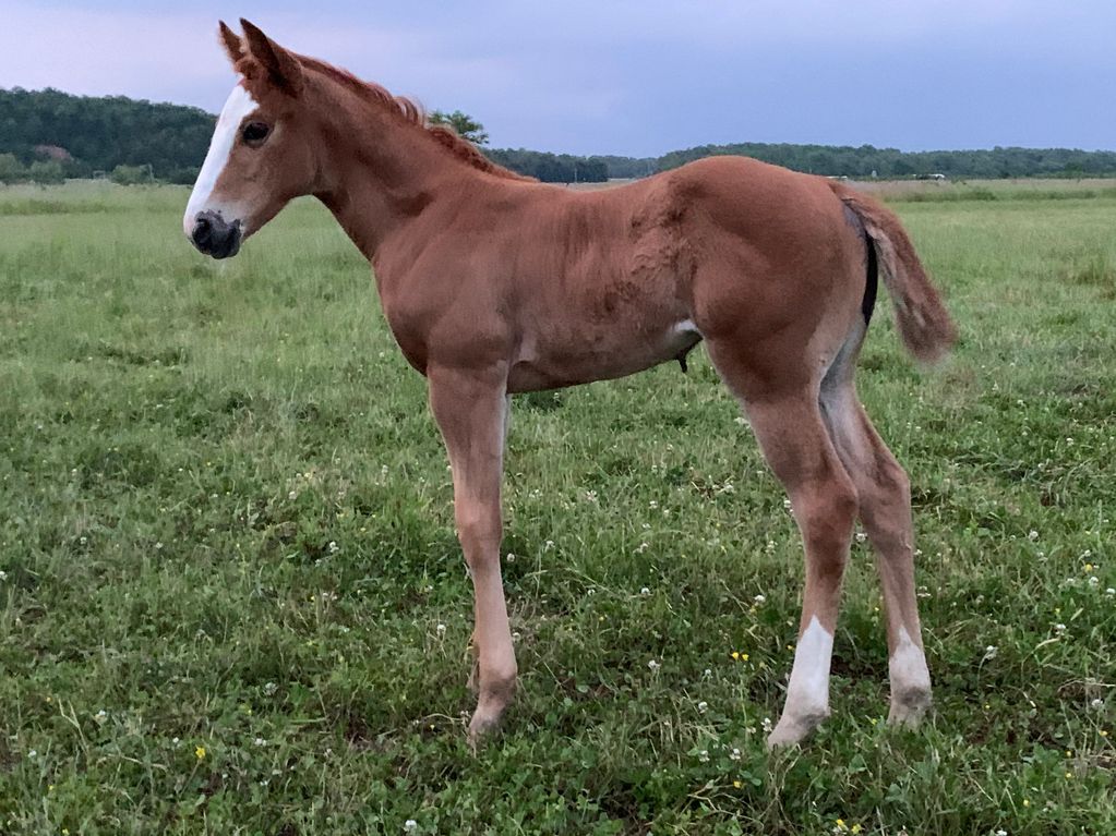 Lance Graves Productions Barrel Horses for Sale, Barrel Horses