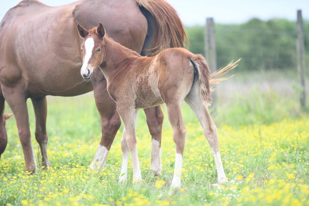 Lance Graves Productions Barrel Horses for Sale, Barrel Horses