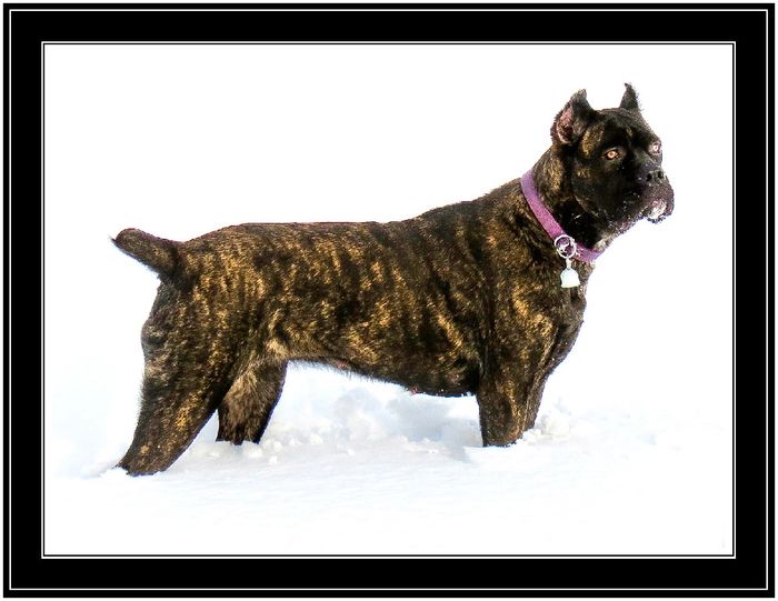 Alaska Cane Corso Last Frontier Cane Corso