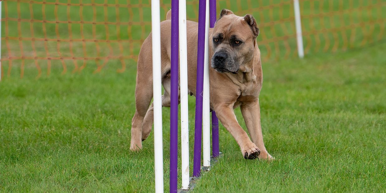 Alaska Cane Corso Val