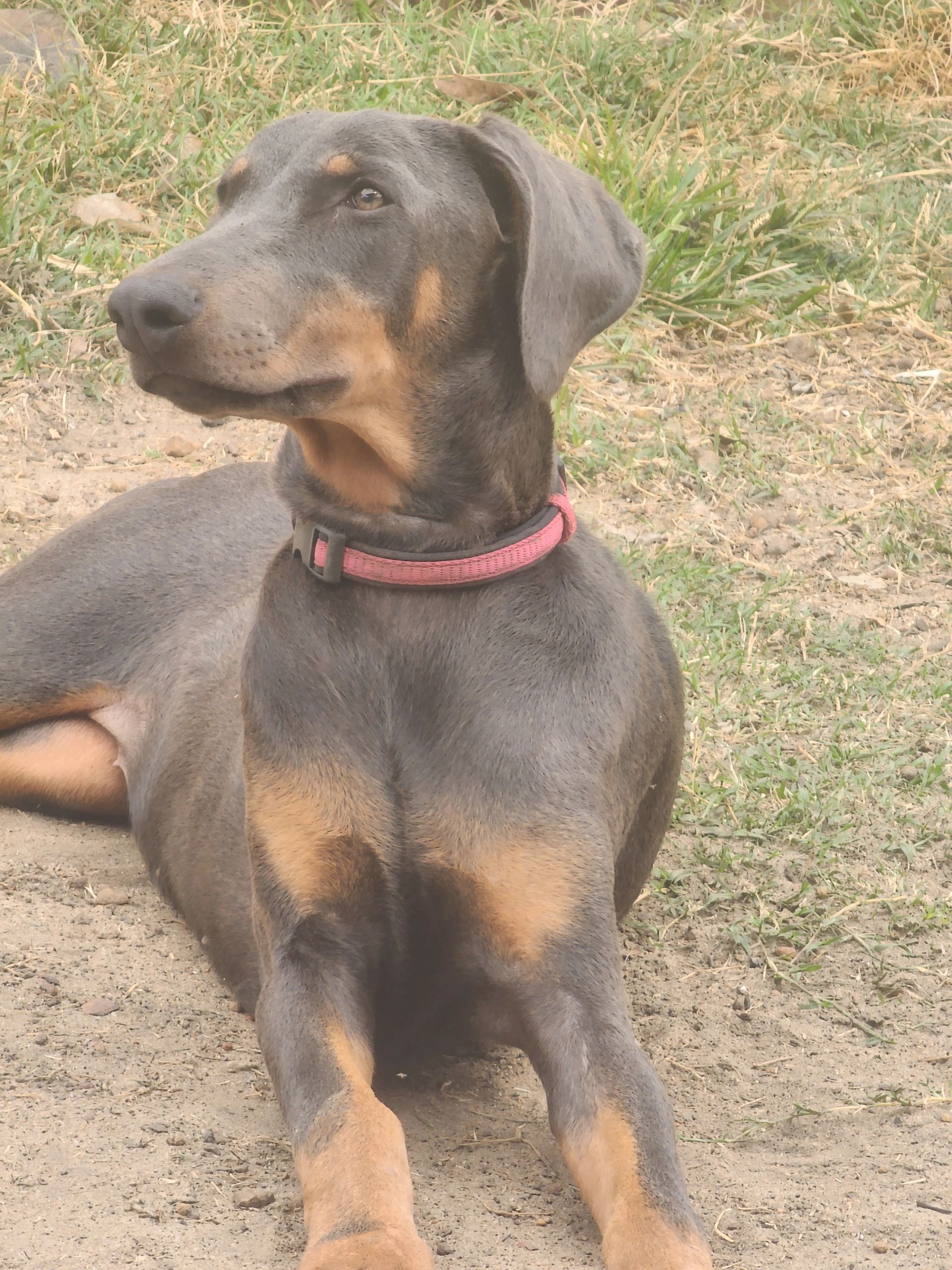 Petland Athens Ohio - xrtofav