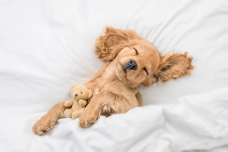 Image Credit: Ermolaev Alexander, Shutterstock Image Credit: Ermolaev Alexander, Shutterstock