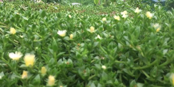 Kanna mesembrine ethnobotanicals entheogens