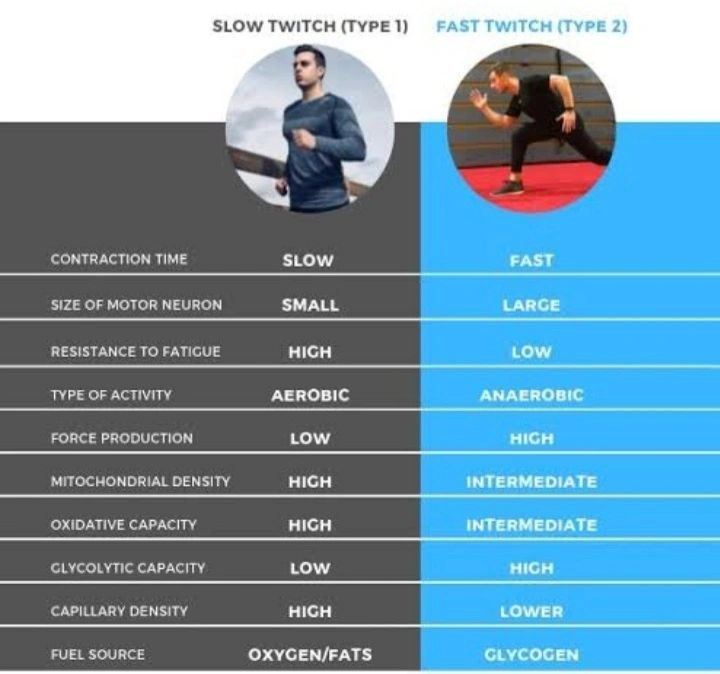 muscle-fibre-types-fast-twitch-vs-slow-twitch