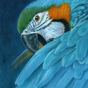 Close-up of a colorful parrot with vibrant feathers and sharp eye.