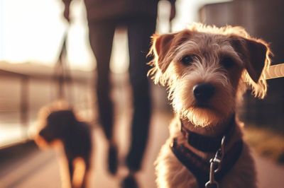 Furry terrier dog looking at the camera with its owner and another dog in the background