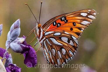 Monarch butterfly on bloom.   New Hanover Co Arboretum Wilmington, NC