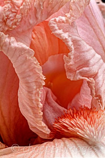 Close up of Coral colored Iris