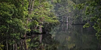 Summer brings heat and humidity so thick it hangs over this creek.  Weeksville, NC