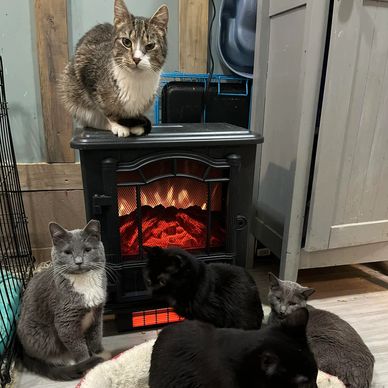 Five cats gathered warmly around a heater in a cozy room.