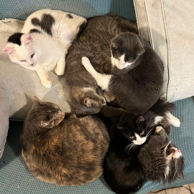 Six cats curled up closely on a blue couch, resting together.