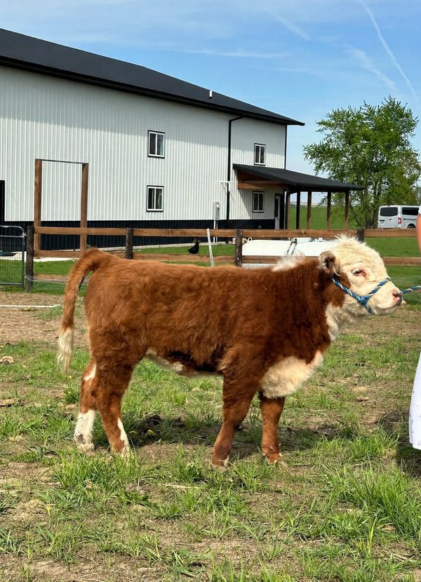 A young brown and white calf standing on grass near a barn.