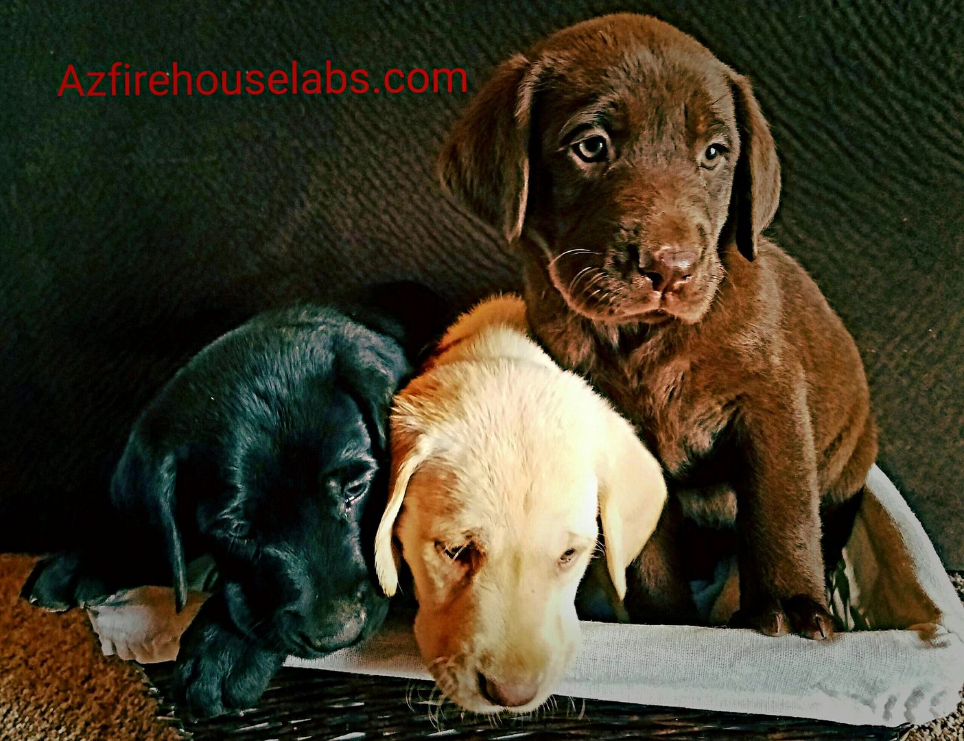 Az Firehouse Labs Puppy Love Labrador Puppies Puppies For Sale