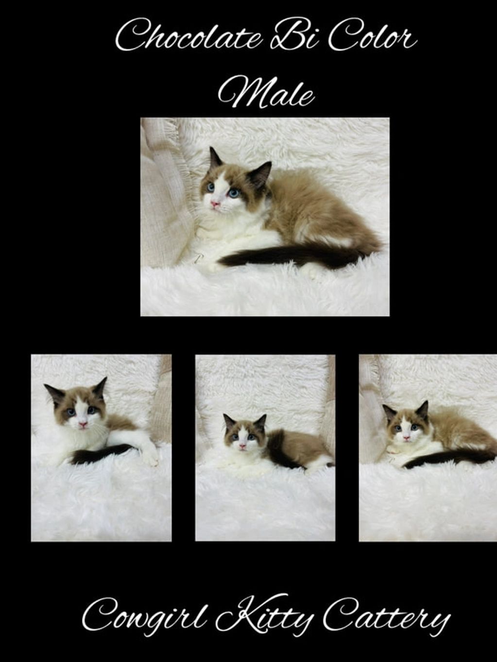 CHOCOLATE BI COLOR MALE
TICA REGISTERED
