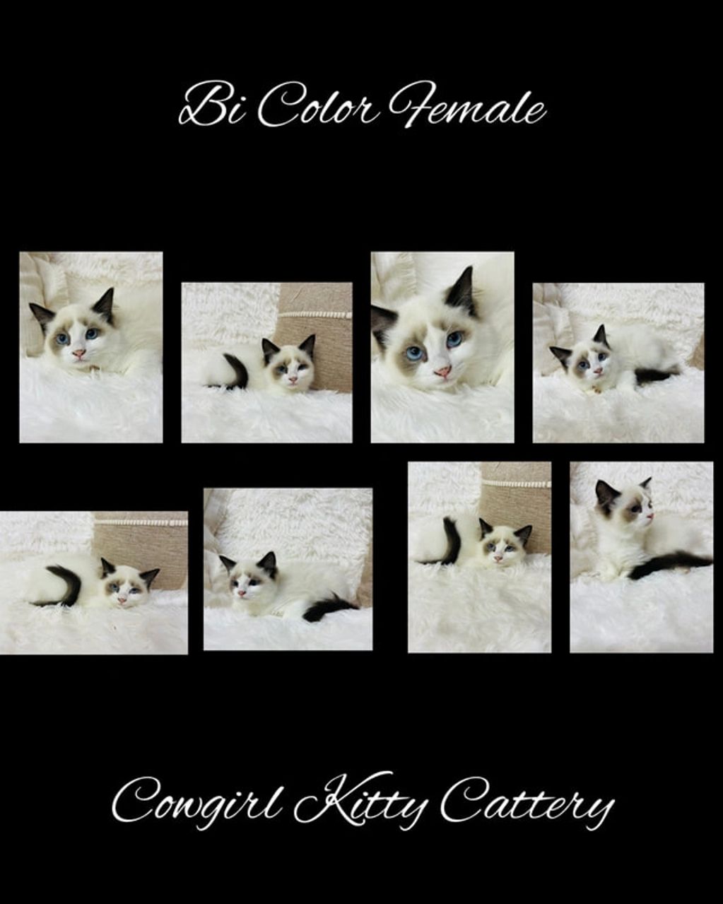 CHOCOLATE BI COLOR FEMALE
TICA REGISTERED
