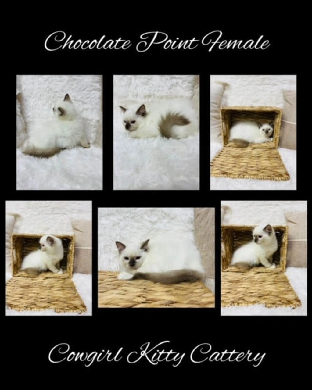 CHOCOLATE POINT FEMALE
TICA REGISTERED
