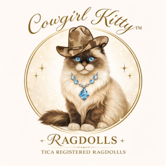 cowgirlkittyragdolls offering beautiful TICA Registered Ragdoll Kittens
​
