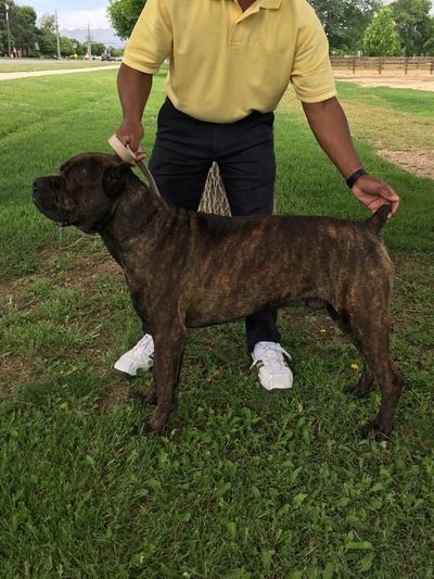 Cane Corso - Muzzle, Forehead, Eyes, Proportion, Movement & Size