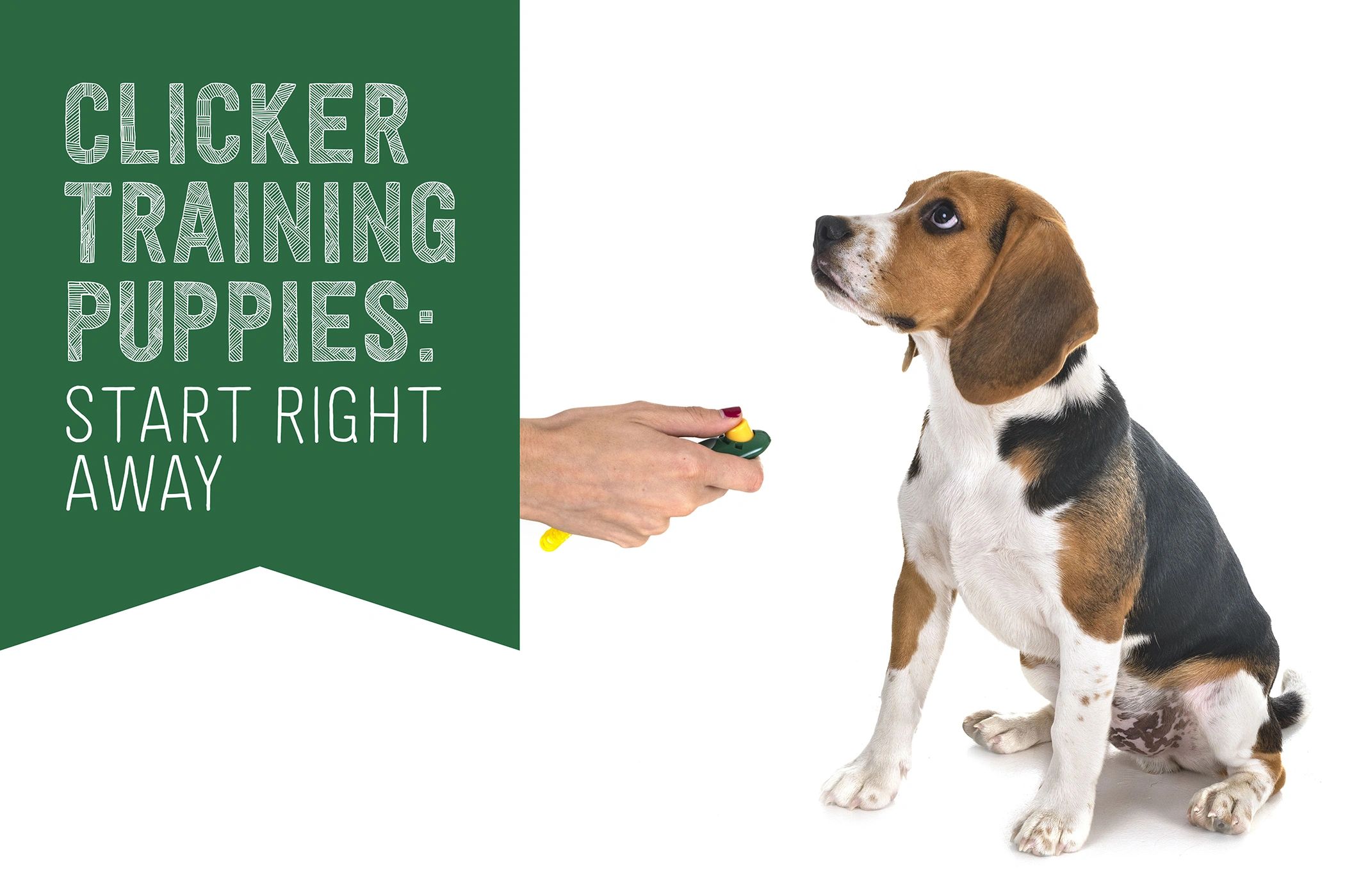 how to make a homemade dog clicker