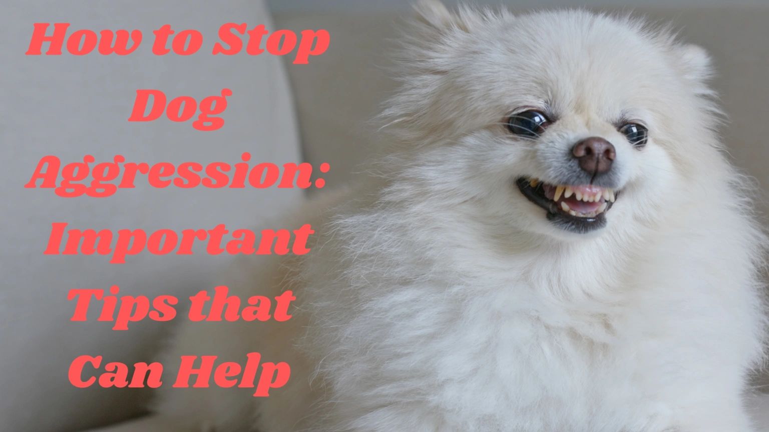 does prozac work for dog aggression