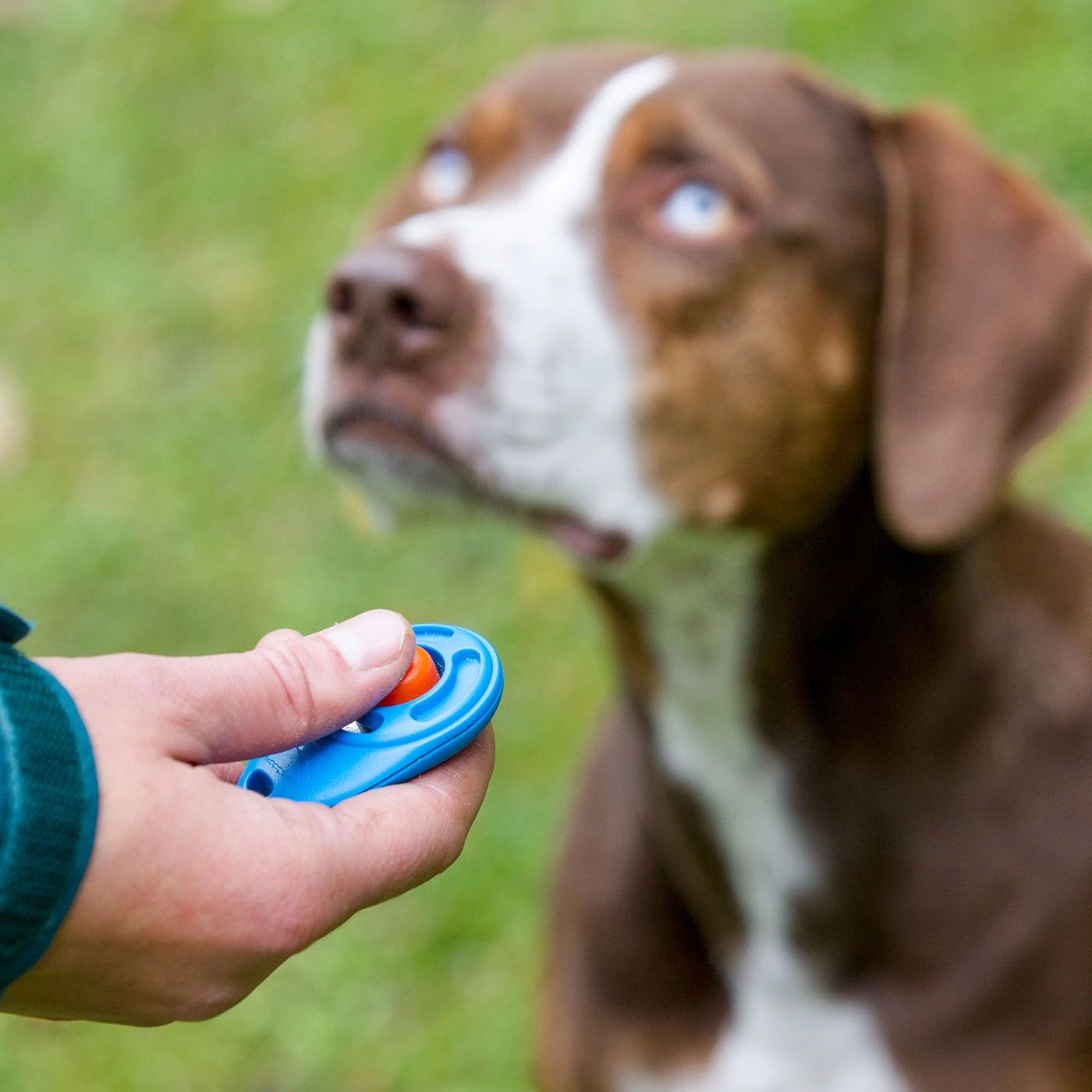 how to make a homemade dog clicker