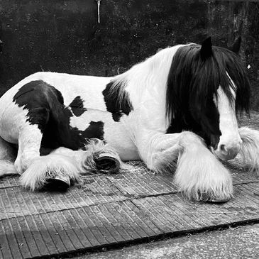 Black and white horse resting on a textured floor.