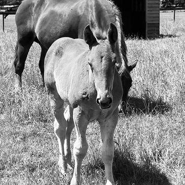 A foal and an adult horse stand in a grassy field near a small wooden shelter.
