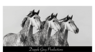 Dapple Grey Productions
