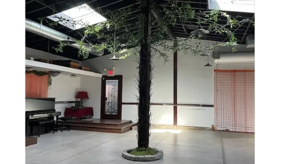 Indoor tree with green leaves and a circular base.