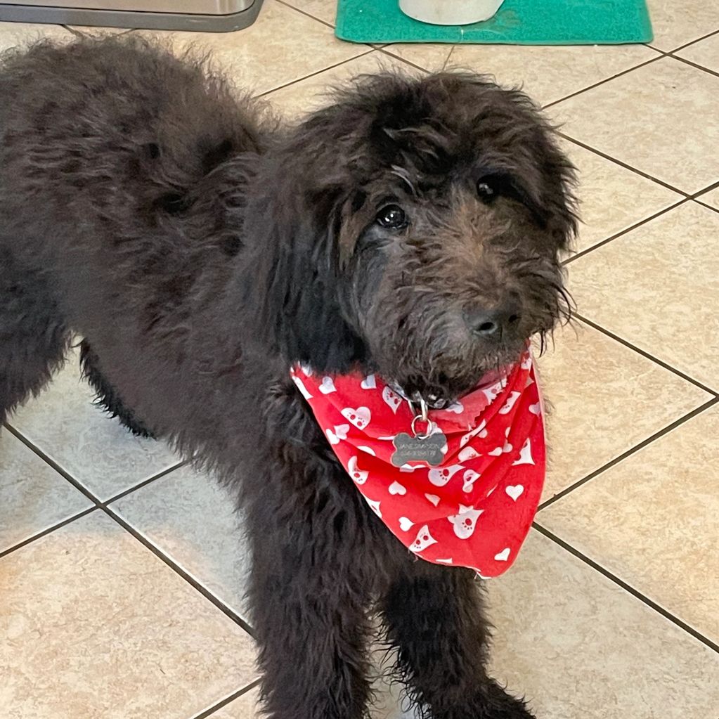 Child safely interacting with a patient, well-socialized adult goldendoodle