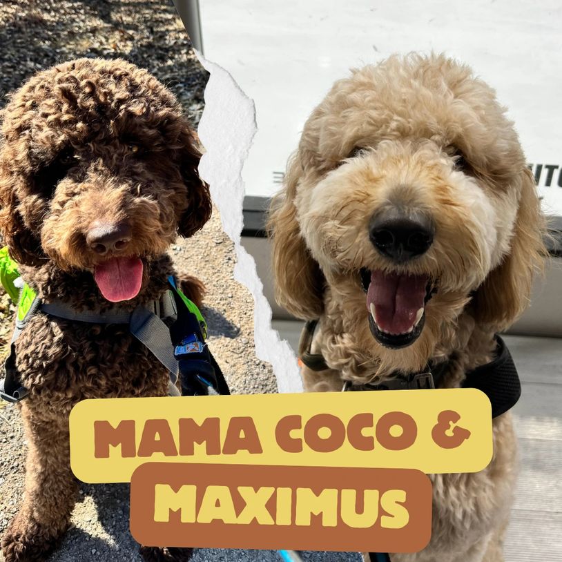 Golden doodle puppies for sale in Colorado 