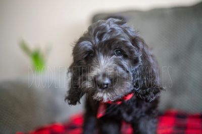 Saint Louis Golden Doodle Puppies For Sale